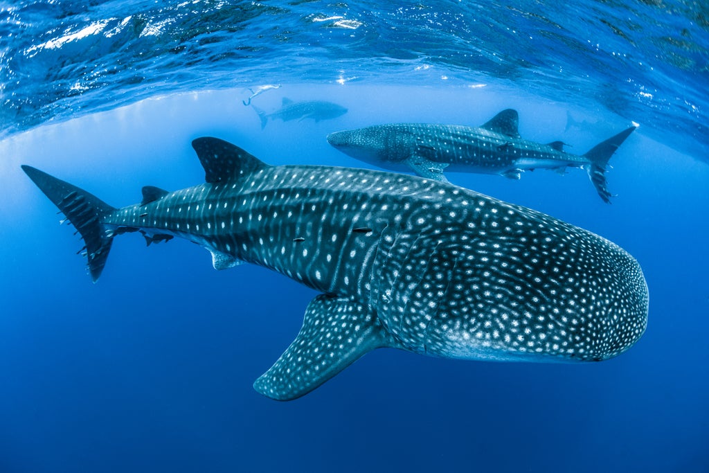 endangered-whale-sharks-face-significant-threat-from-shipping-–-study