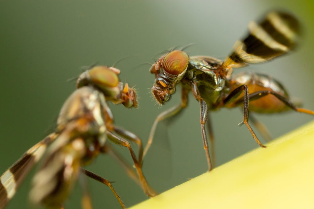 fruit-flies-prioritise-mating-over-survival,-new-study-suggests