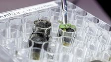 scientists-grow-plants-in-lunar-soil-for-first-time-ever