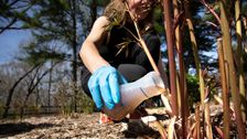 urine-luck:-michigan-researchers-are-putting-the-“pee”-in-peony