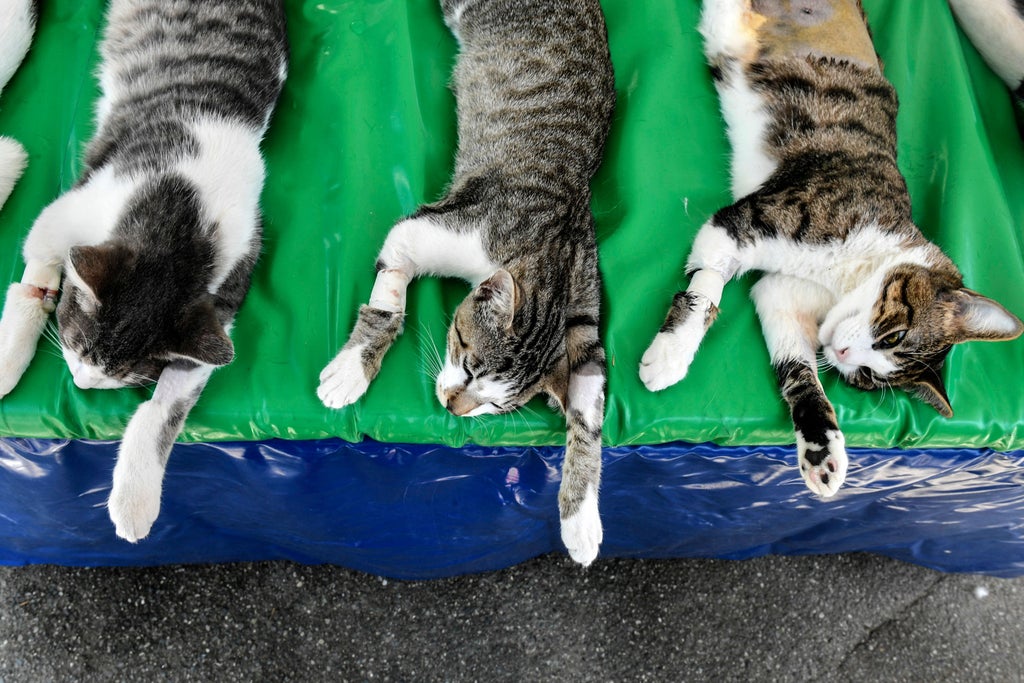 cats-who-live-together-know-each-other-by-name,-japanese-study-finds