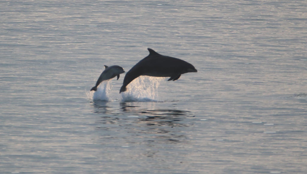 diseased-dolphins-use-muscles-as-energy-source-to-survive,-study-suggests