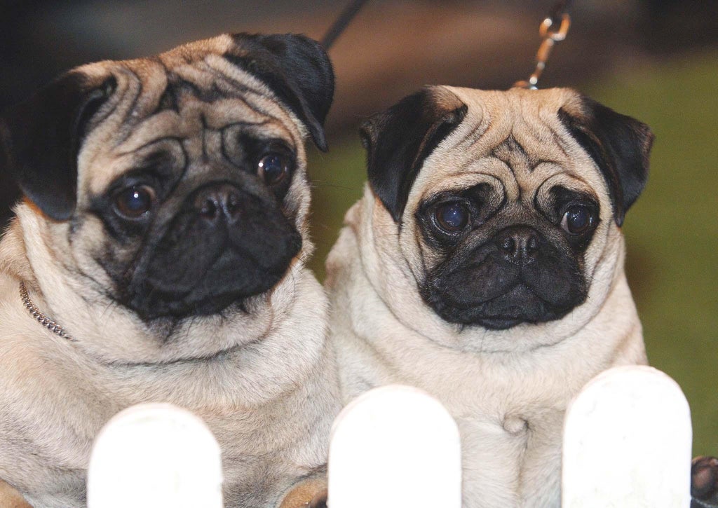pugs-have-high-health-risks-and-‘can-no-longer-be-considered-a-typical-dog’