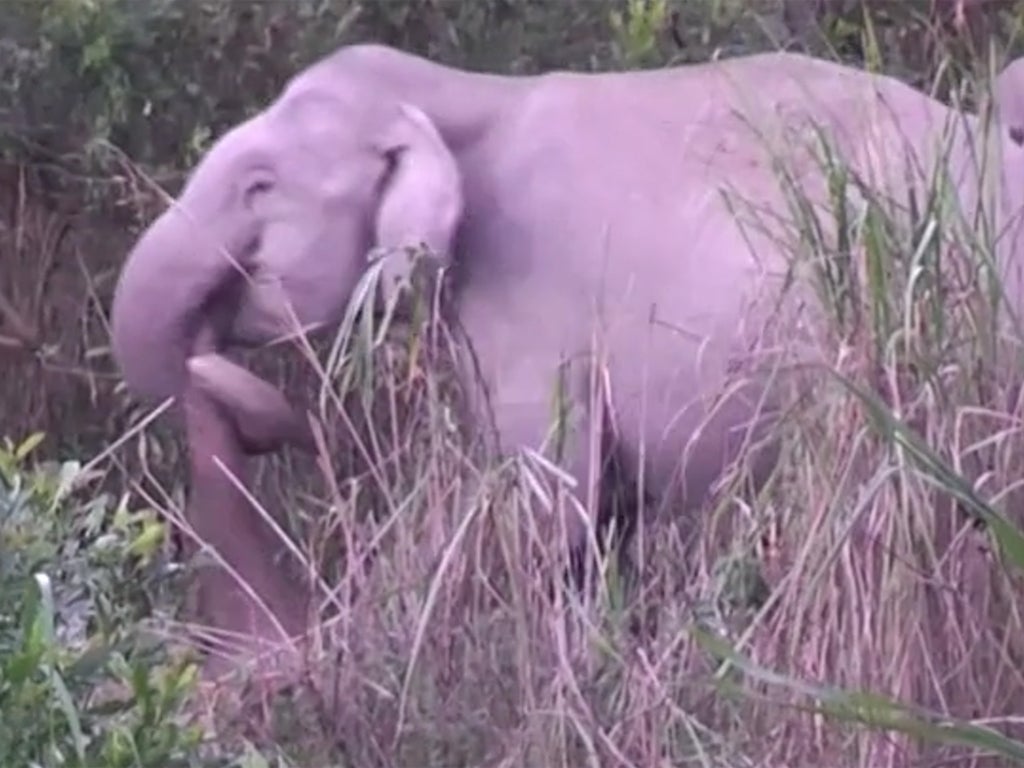 elephants-in-mourning-seen-kicking-and-dragging-dead-herd-members