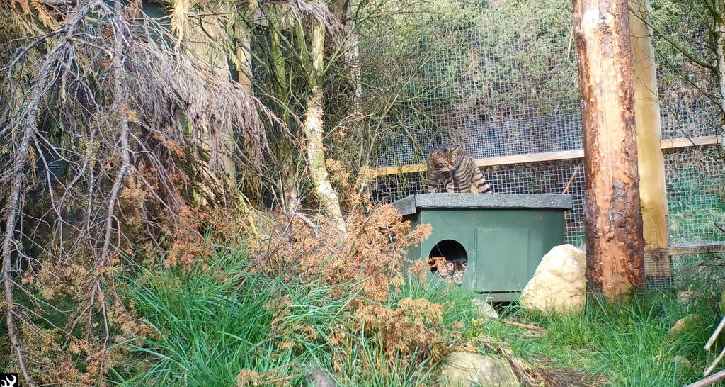wildcats-set-to-save-species-from-extinction-born-at-wildlife-park