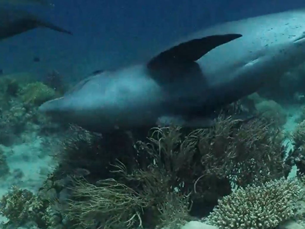 dolphins-use-coral-to-treat-skin-problems,-study-suggests