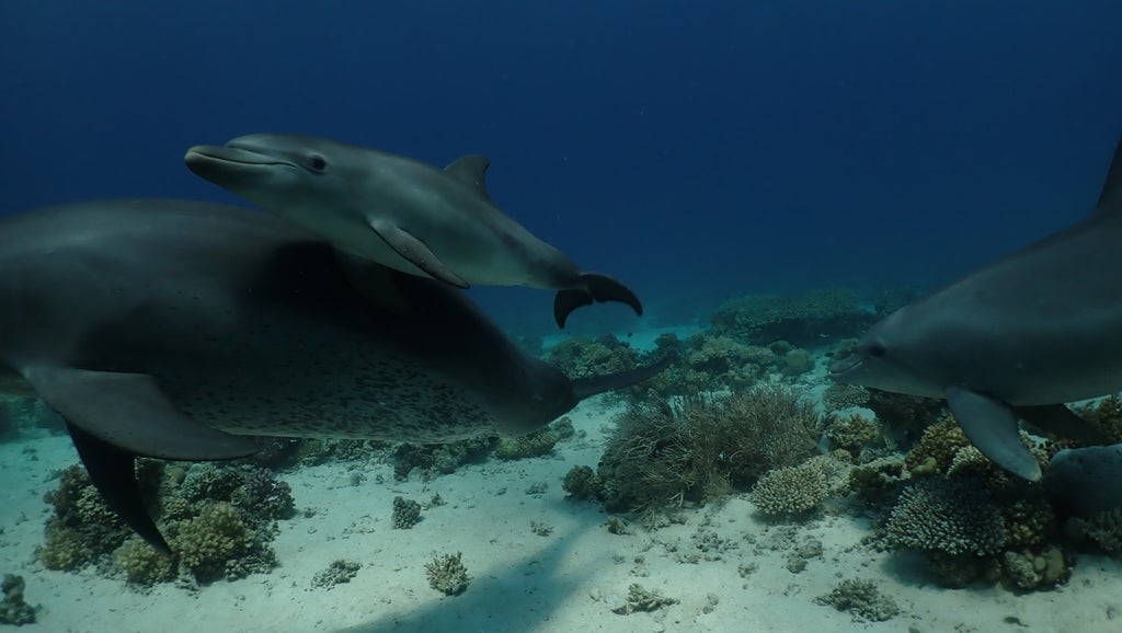 dolphins-line-up-to-self-medicate-skin-conditions-with-coral,-research-suggests