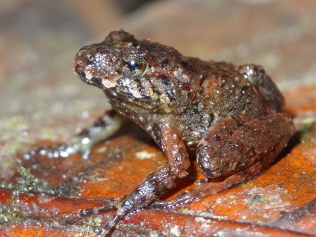 existence-of-over-500-‘lost’-animal-species-remains-uncertain,-study-says