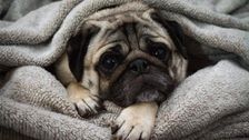 pugs-can’t-be-considered-‘a-typical-dog’-due-to-serious-health-issues,-study-says