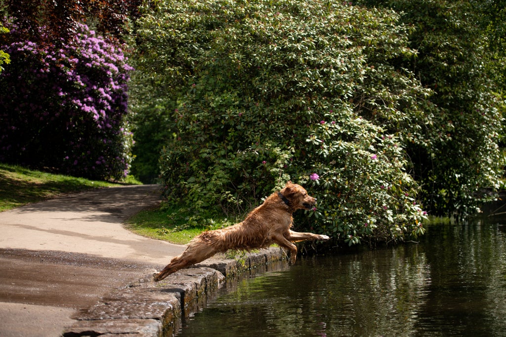 london-dogs-at-greater-risk-of-heatstroke,-study-suggests
