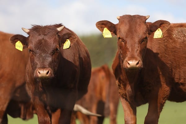 pioneering-move-from-honest-burgers-as-the-group-are-the-first-to-switch-to-british,-regeneratively-farmed-beef-in-the-uk