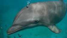 news-leak:-dolphins-recognize-each-other-by-tasting-one-another’s-urine