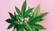 what-is-delta-8-thc-and-why-are-states-banning-it?