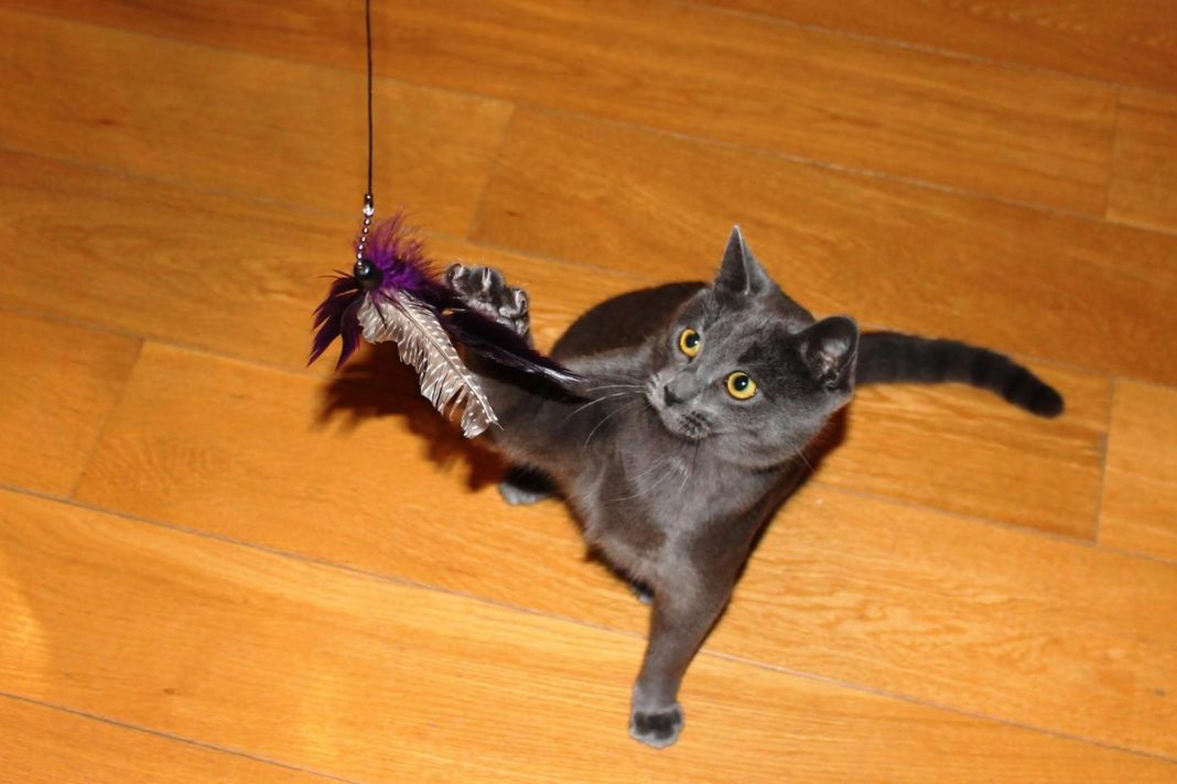 pet-cats-kill-up-to-270-million-animals-a-year-in-uk-alone:-‘mini-super-predators’