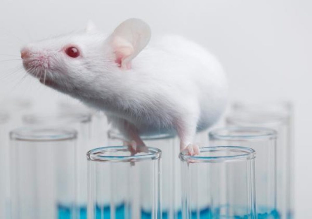 chinese-scientists-develop-‘vampire’-technique-to-make-old-mice-live-longer-with-young-blood