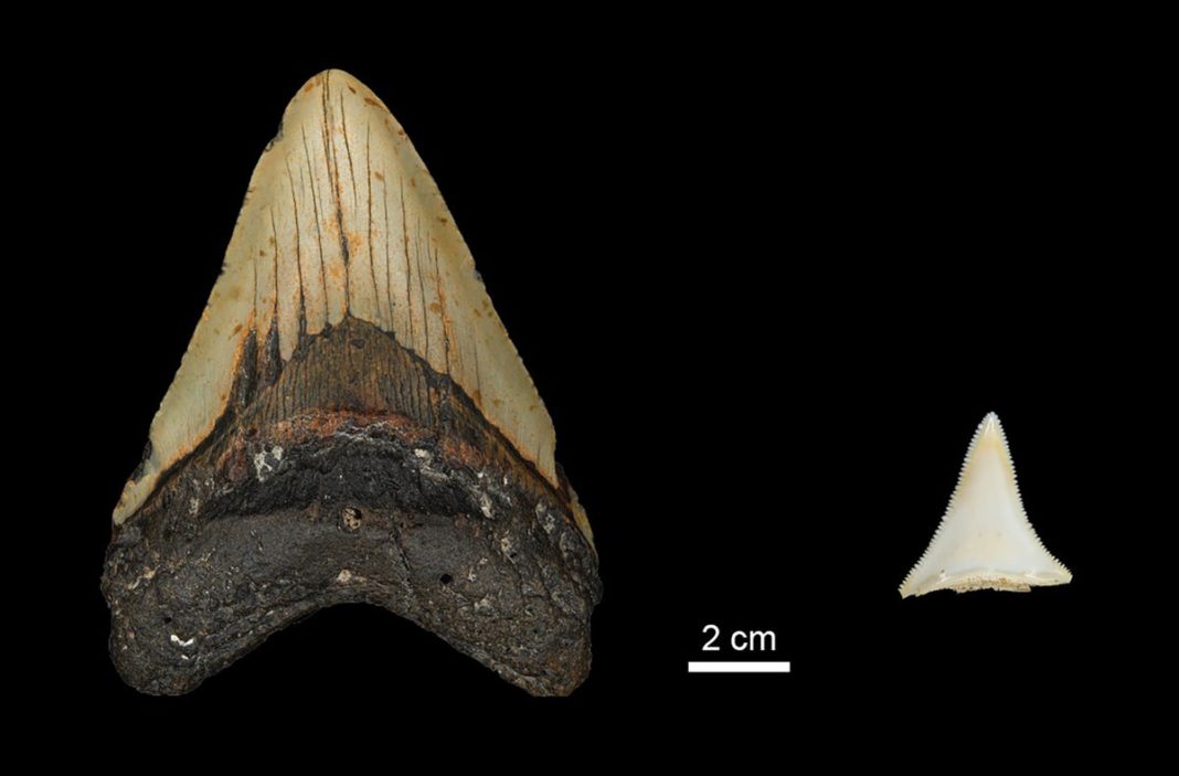 great-white-sharks-may-have-contributed-to-megalodon-extinction,-study-suggests