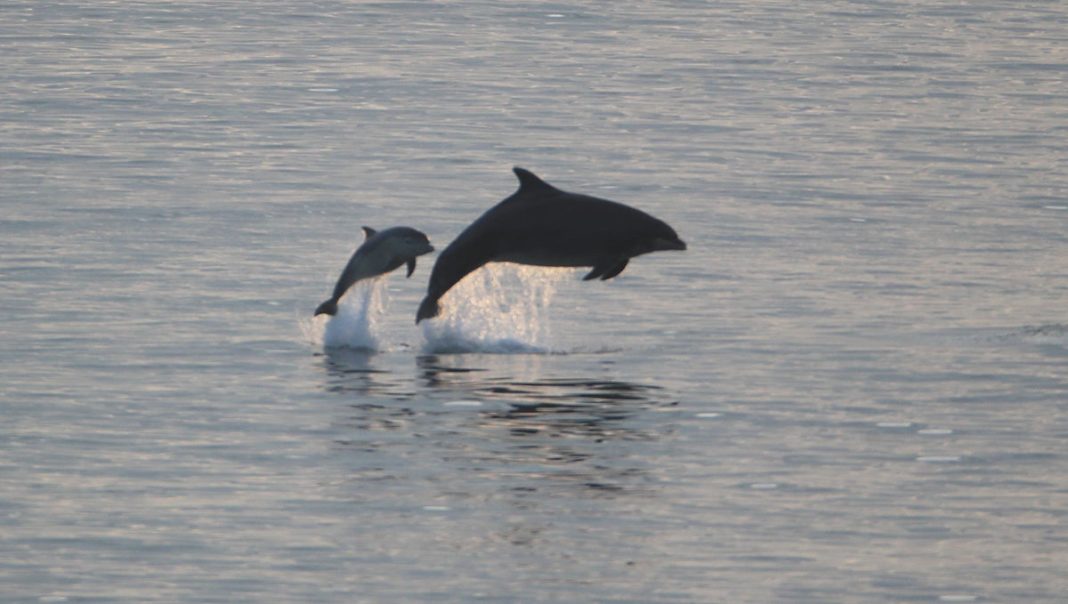 bottlenose-dolphins-get-their-signature-whistles-from-neighbourhoods-they-live-in,-study-finds