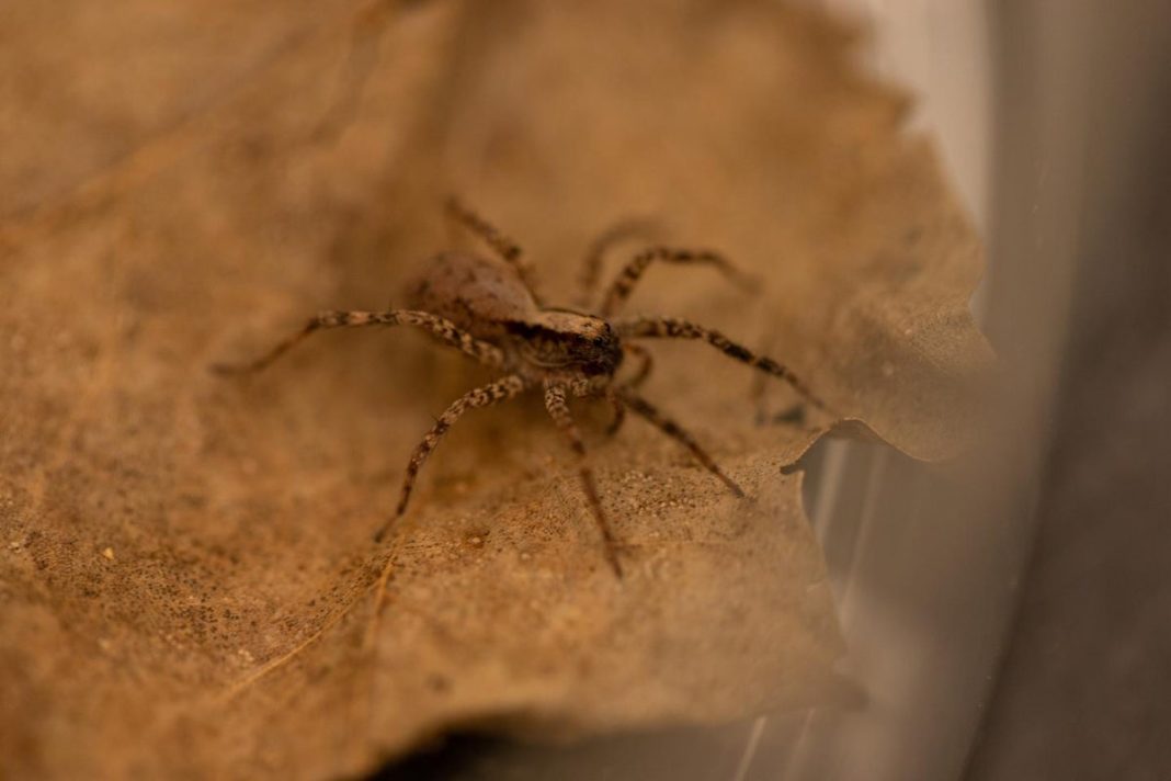 male-wolf-spiders-improvise-special-‘dance’-to-woo-mates,-study-finds