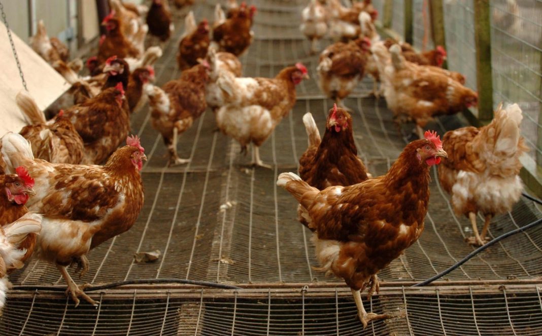 research-reveals-when-and-how-chickens-were-domesticated