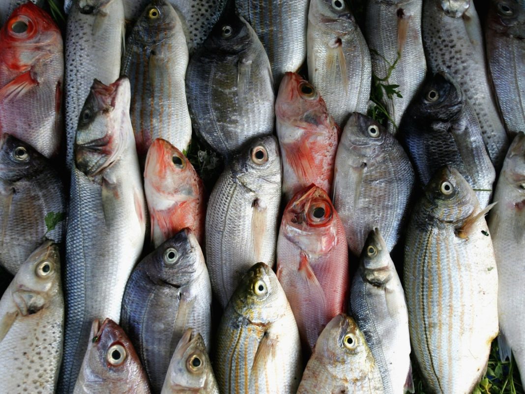 eating-two-portions-of-fish-a-week-linked-to-skin-cancer,-study-suggests
