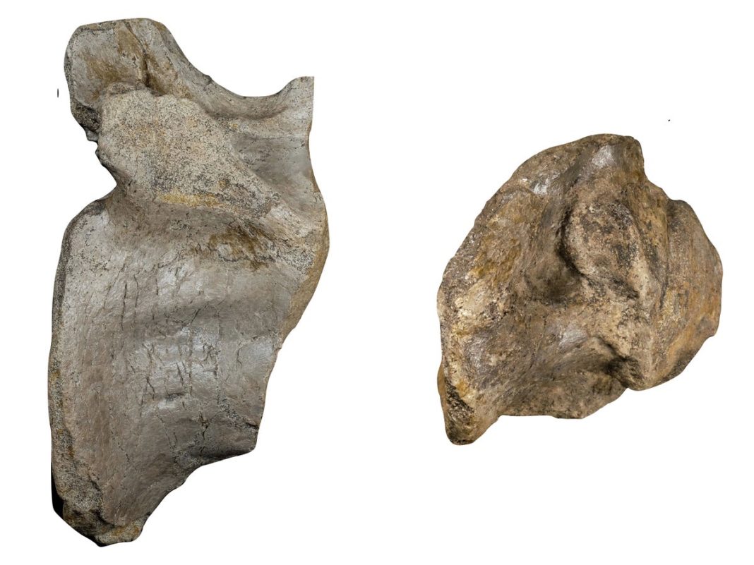 remains-of-europe’s-largest-ever-land-predator-dinosaur-found-on-isle-of-wight