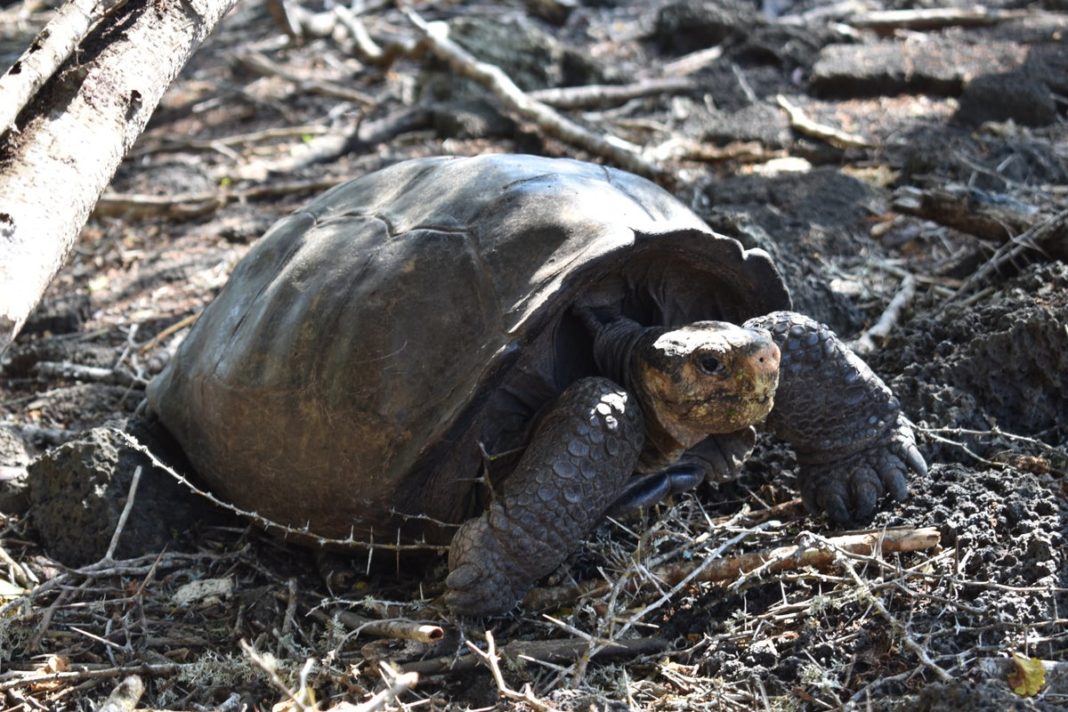meet-fernanda-the-giant-tortoise-from-a-species-believed-extinct-a-century-ago