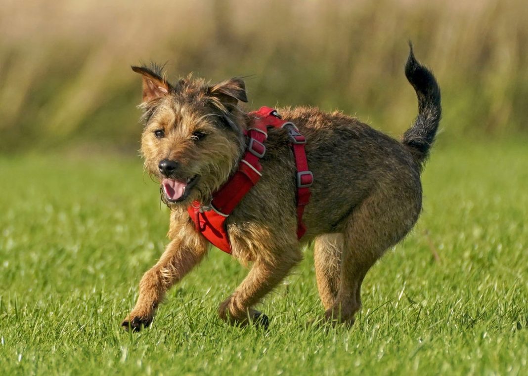researchers-find-clues-as-to-what-makes-dogs-man’s-best-friend