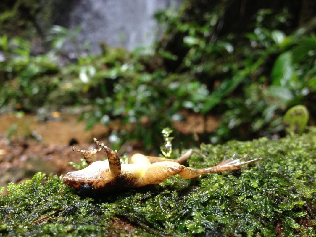 frogs-are-‘mysteriously’-dying-in-large-numbers-in-australia,-again,-scientists-warn