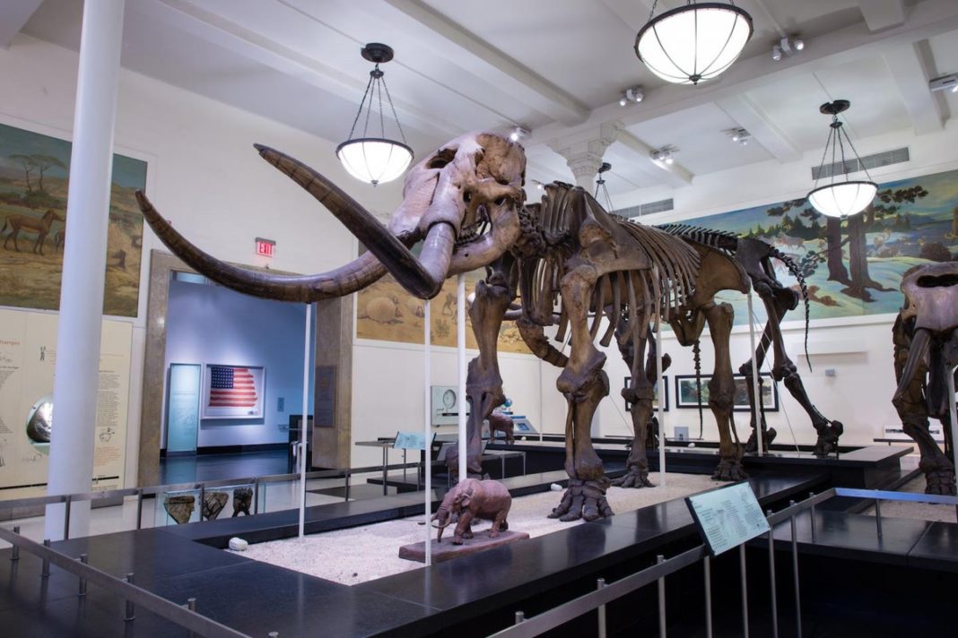 eight-ton-mastodon’s-life-history-decoded-using-its-fossilised-tusk-in-a-first