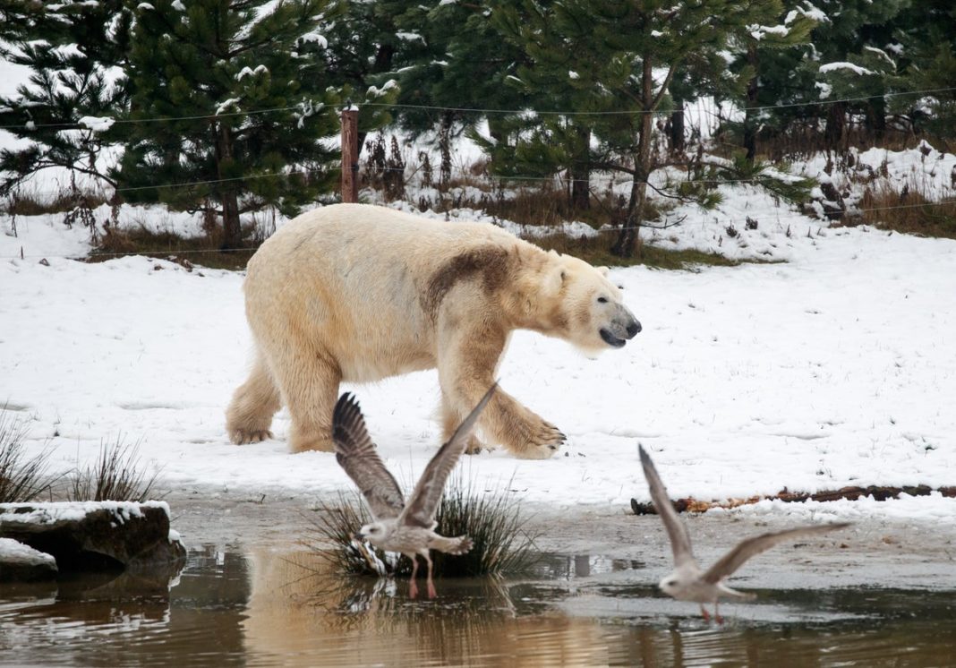 ancient-skull-reveals-how-all-brown-bears-carry-genes-of-polar-cousin