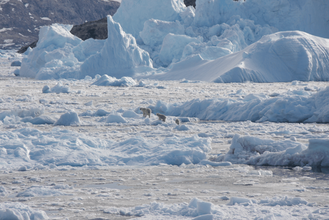 ‘genetically-isolated’-polar-bear-group-found-adapting-to-climate-change-by-hunting-seals-on-freshwater-ice