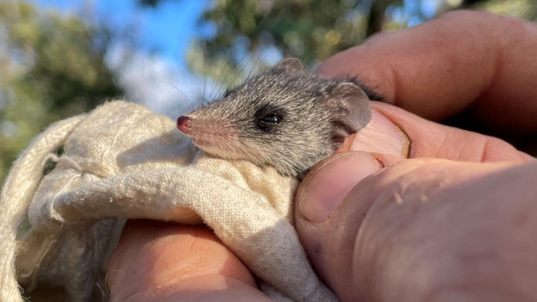 critically-endangered-tiny-marsupial-that-survived-wildfires-now-facing-extinction-threat-from-feral-cats