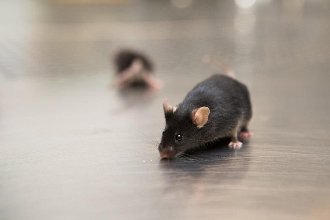 ‘groundbreaking’-study-regenerates-and-heals-heart-muscles-in-mice-after-heart-attack