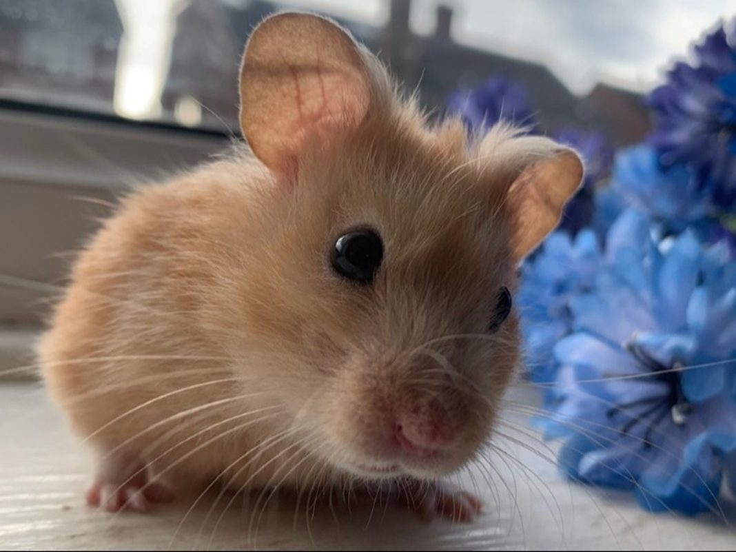revealed:-why-hamsters-die