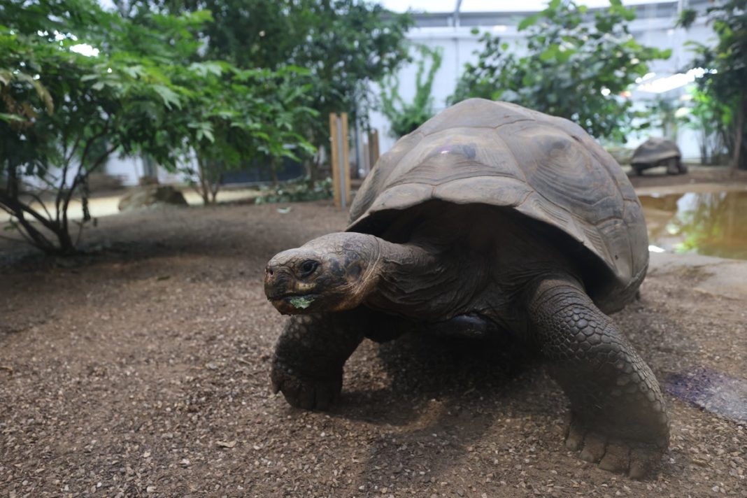 tortoises-can-slow-down-ageing-process,-study-suggests