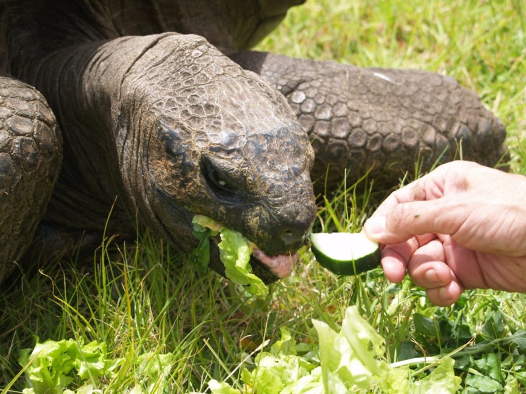 studying-slow-ageing-of-cold-blooded-creatures-could-unlock-secrets-to-human-longevity