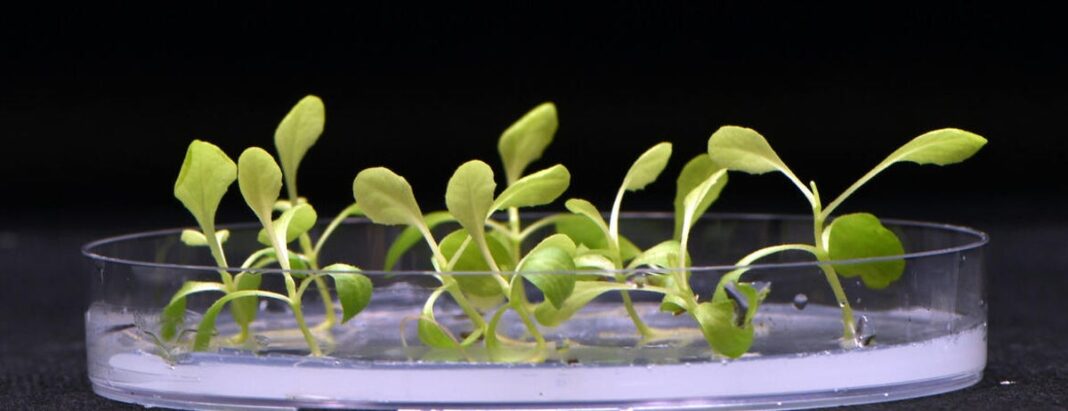 scientists-find-a-way-to-grow-plants-in-complete-darkness