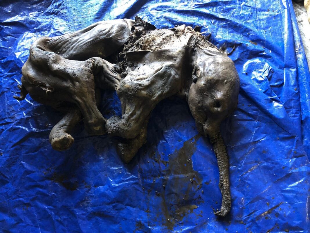 mummified-remains-of-30,000-year-old-baby-mammoth-found-in-canadian-gold-fields