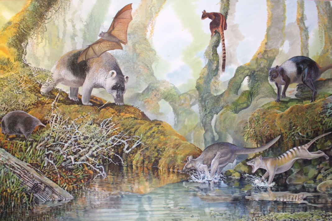 giant-fossil-of-ancient-kangaroo-species-that-lived-more-than-42,000-years-ago-found