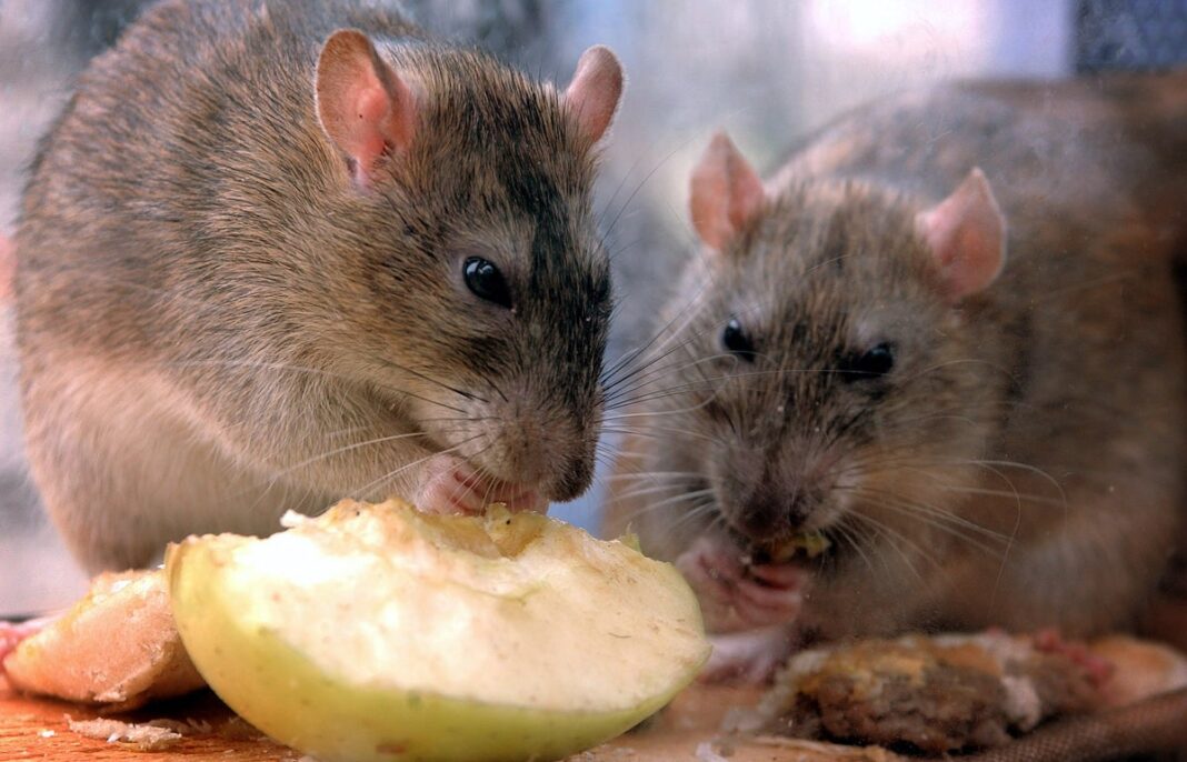 testing-on-live-animals-increased-by-6%,-new-data-suggests