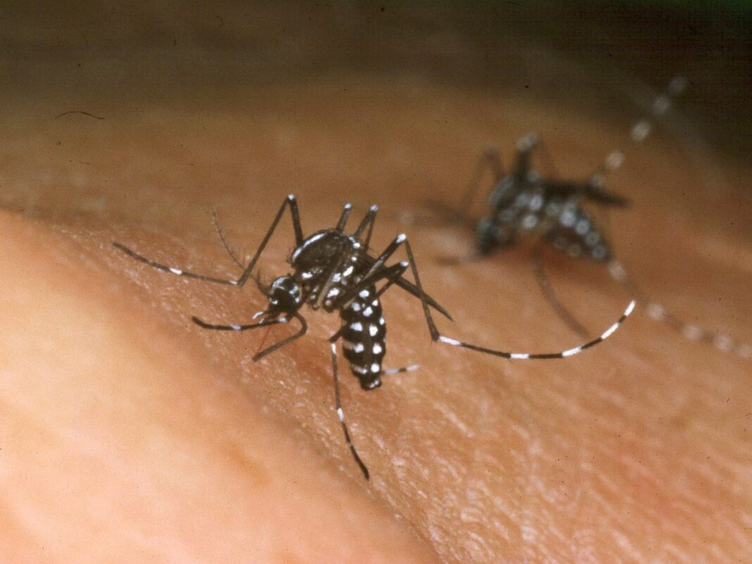 viruses-make-people-more-attractive-to-mosquitoes,-study-finds