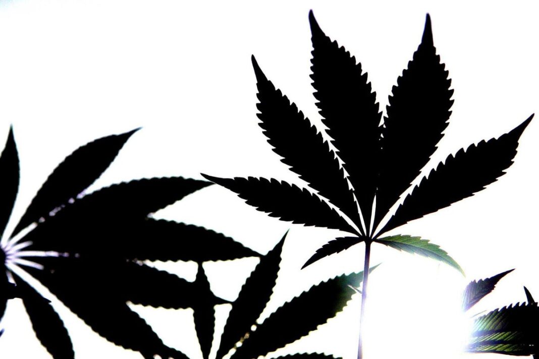 adolescents-more-vulnerable-to-cannabis-addiction-than-adults,-study-suggests