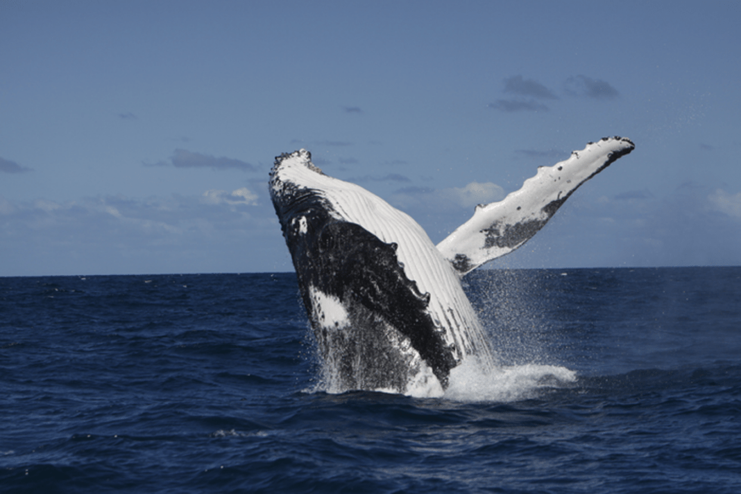 humpback-whales-share-culture-and-whole-new-songs-across-populations-‘very-easily’,-study-finds