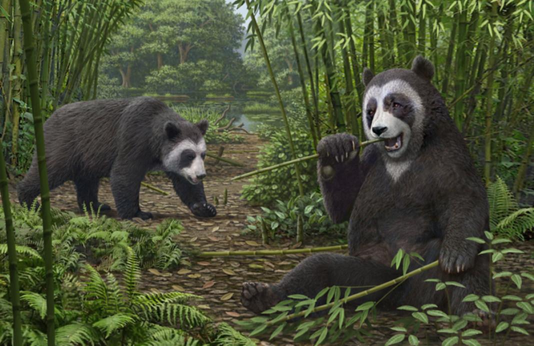 study-unravels-mystery-of-how-pandas-became-vegetarians-around-six-million-years-ago