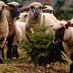 nsa-is-concerned-the-new-uk-food-strategy-claims-recent-deals-with-australia-and-new-zealand