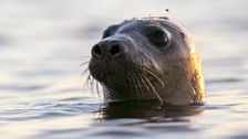 bird-flu-causing-high-number-of-seal-deaths,-feds-say