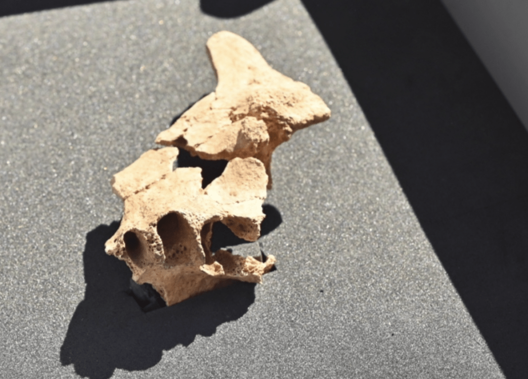 ‘face-of-the-first-european’:-archeologists-in-spain-may-have-found-continent’s-oldest-human-fossil