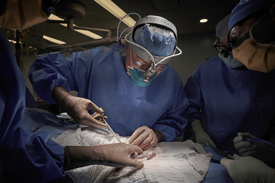 two-gene-edited-pig-hearts-successfully-transplanted-into-brain-dead-humans