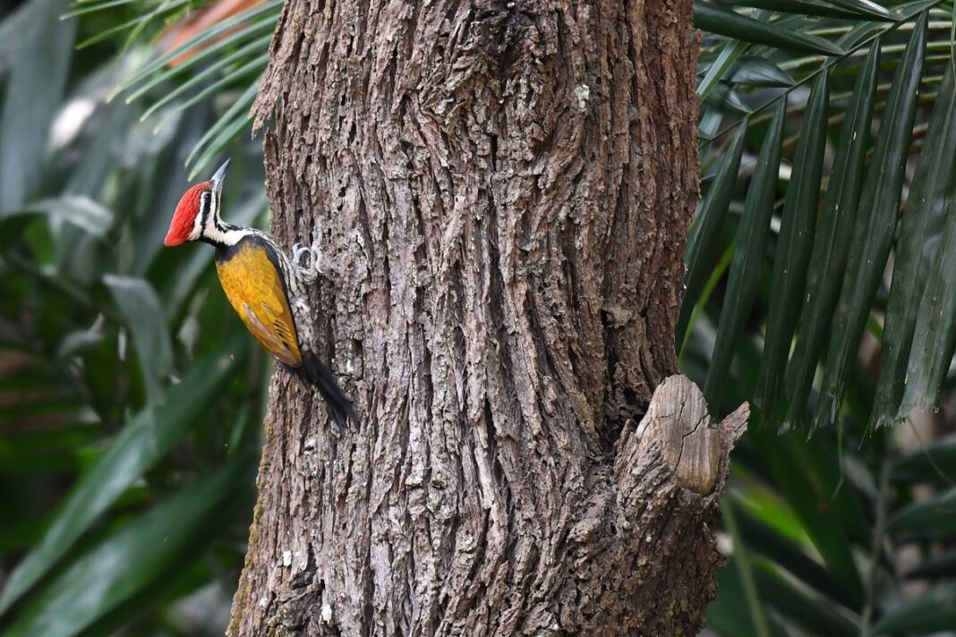 woodpeckers-don’t-have-built-in-shock-absorbers-in-their-head-as-previously-thought,-study-says