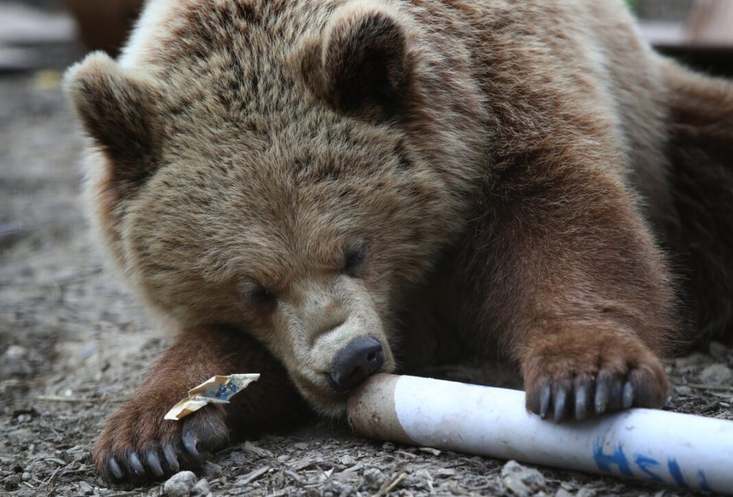 ‘some-female-bears-may-pick-dens-near-people-to-keep-threat-of-males-away’